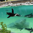 Zoo Salzburg: Einzug der Brillenpinguine