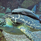 Haus des Meeres-Kult-Schildkröte Puppi hat Gesellschaft bekommen: Das ist der Schiffshalter