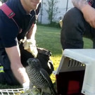 Junger Greifvogel gerettet