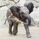 Elefanten-Mädchen Kibali feiert ersten Geburtstag im Tiergarten Schönbrunn