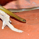 Taipan-Gu__ntherHulla.jpg