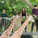 Giraffen fütttern im Tiergarten Schönbrunn mit Sonderführung: Eindrücke der Giraffen-VerFührung