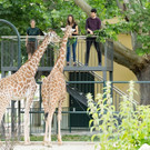 PA_GiraffenVerFu__hrung3.jpg