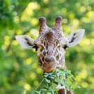 PA_GiraffenVerFu__hrung4.jpg