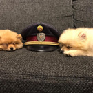 Mehr süße Hundefotos
