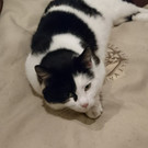 Kitty2.jpeg
