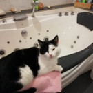 Kitty3.jpeg