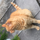 Kater