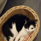 Kitty