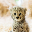 Geparden-Nachwuchs im Zoo Schönbrunn
