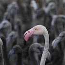 Flamingo-Küken in Frankreich geschlüpft