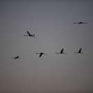 AFP_1WA770.jpg