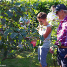 Sommerschnittkurs des Obst- und Gartenbauvereins Hard