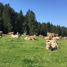 Alpe Oberlose am Bödele