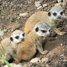Erdmännchen-Nachwuchs im Tiergarten Schönbrunn