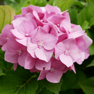 vlcsnap-2020-08-14-12h08m10s114.png