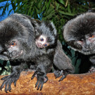 Springtamarin1-GuentherHulla.jpg