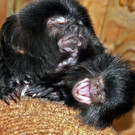 Springtamarin2-GuentherHulla.jpg