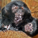Springtamarin3-GuentherHulla.jpg