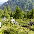 Vielfaltertag Alpe Käfera