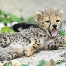 Baby Boom: Kalender aus dem Tiergarten Schönbrunn zeigt süßeste Tierbabys
