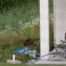 fuchs1.jpg