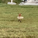 fuchs5.jpg