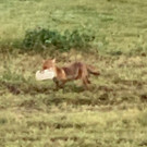 fuchs6.jpg