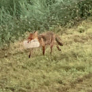 fuchs7.jpg