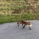 fuchs8.jpg