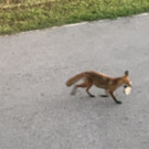 fuchs9.jpg