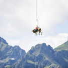 Kuh fliegt mit Hubschrauber 