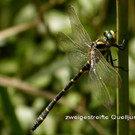 Sp__tsommer im Ried  02.jpg