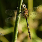 Sp__tsommer im Ried  03.jpg
