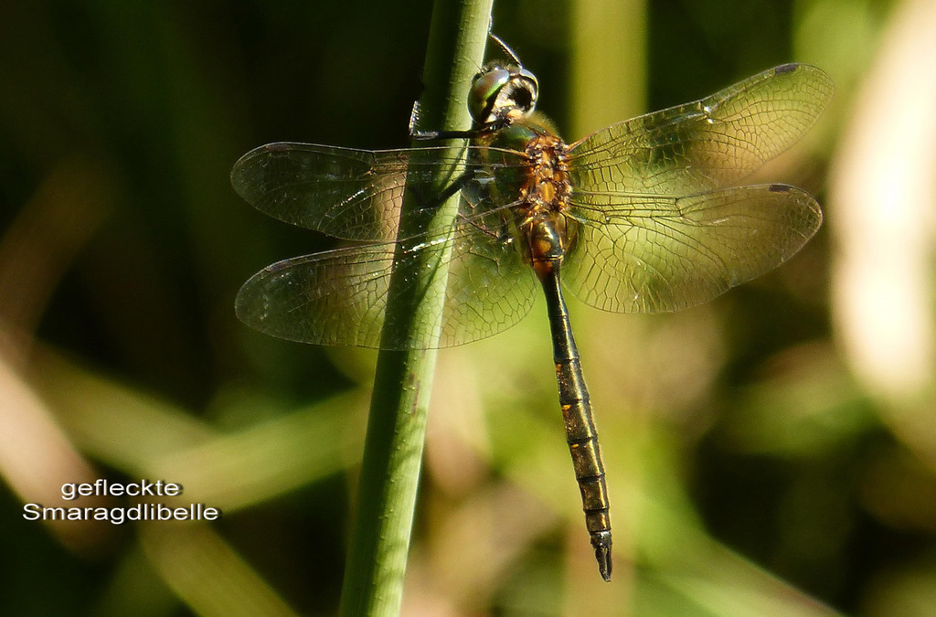 Sp__tsommer im Ried  03.jpg