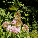 Sp__tsommer im Ried  04.jpg