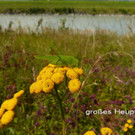 Sp__tsommer im Ried  05.jpg