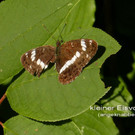 Sp__tsommer im Ried  06.jpg