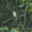 Sp__tsommer im Ried  07.jpg