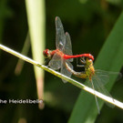 Sp__tsommer im Ried  08.jpg