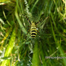 Sp__tsommer im Ried  09.jpg