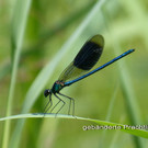 Sp__tsommer im Ried  10.jpg