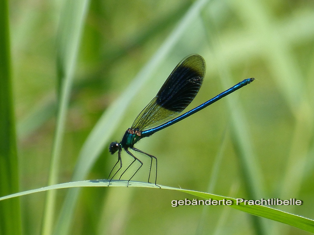 Sp__tsommer im Ried  10.jpg