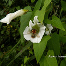 Sp__tsommer im Ried  11.jpg
