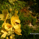 Sp__tsommer im Ried  13.jpg