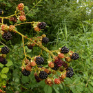Sp__tsommer im Ried  15.jpg