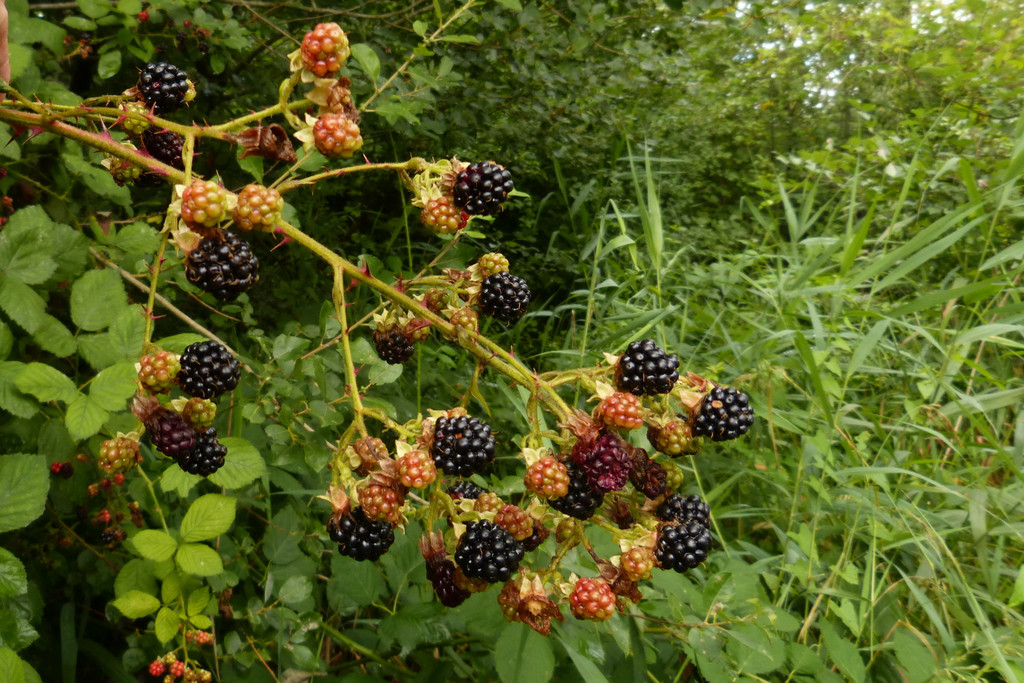 Sp__tsommer im Ried  15.jpg