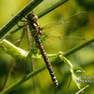 Sp__tsommer im Ried  16.jpg