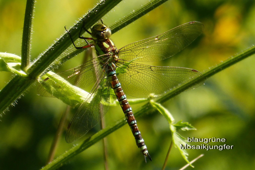 Sp__tsommer im Ried  16.jpg
