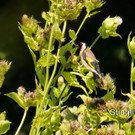 Sp__tsommer im Ried  18.jpg